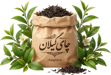 چای گیلان